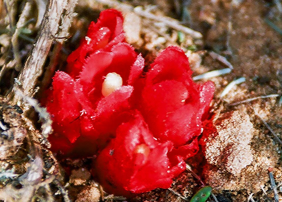 I fiori femminili hanno stigma liscio e conico sulla colonna centrale. La fecondazione è affidata a piccoli uccelli nettarinidi che aspirano il nettare con becchi lunghi e sottili.