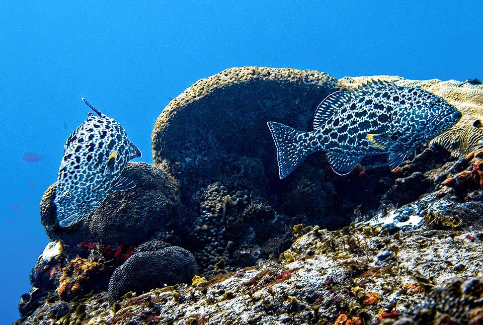 Usually Mycteroperca venenosa lives alone but in the reproductive time more or less important gatherings may form that can count even hundreds of individuals.