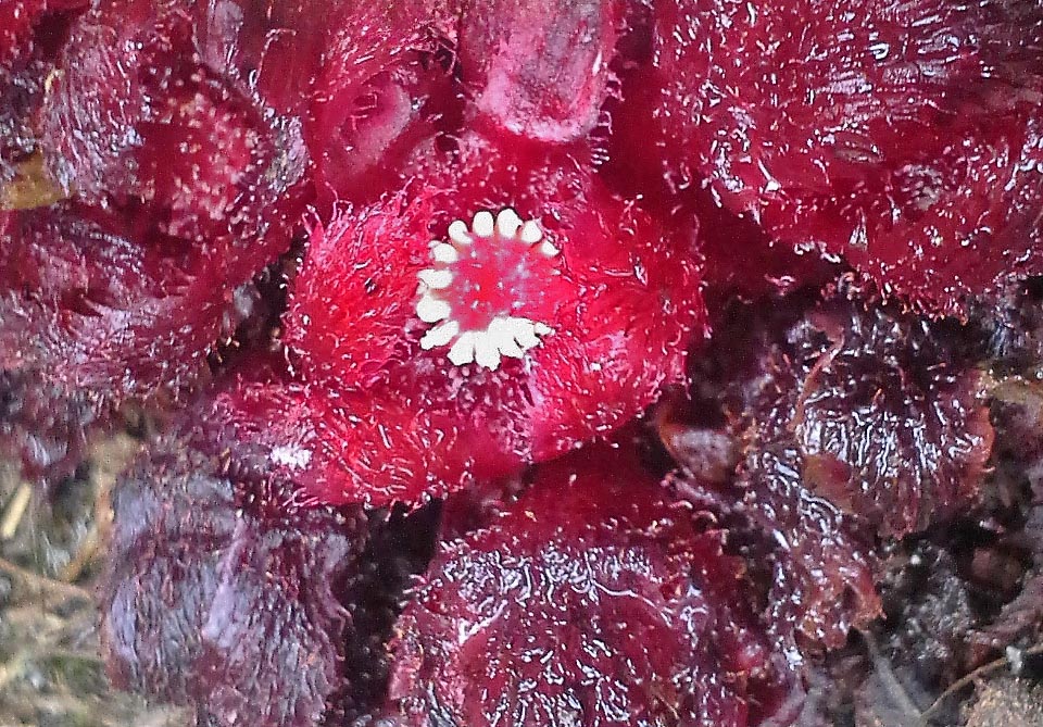 Cytinus visseri, dell’Africa meridionale, è parassita di Helichrysum reflexum, pianta della famiglia Asteraceae. L'impollinazione è operata dai topi: il Toporagno elefante (Elephantulus brachyrhynchus) con il suo muso lungo e sottile, il Topo striato (Rhabdomys pumilio) ed il Topo pigmeo africano (Mus minutoides).