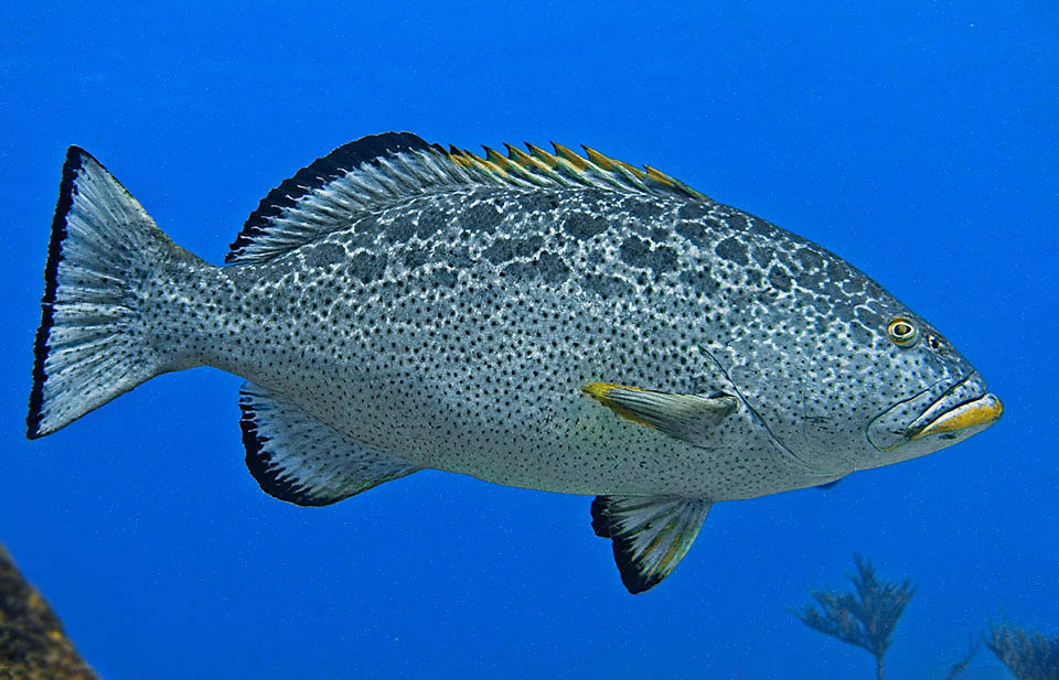 Being a protogynous hermaphroditic species males of Mycteroperca venenosa are older and hence bigger than females. They can be recognized at sight for the yellow spot on the lower jaw. In the reproductive gatherings their body darkens whilst the head may turn almost white while they emit sounds to invite the females to spawn.