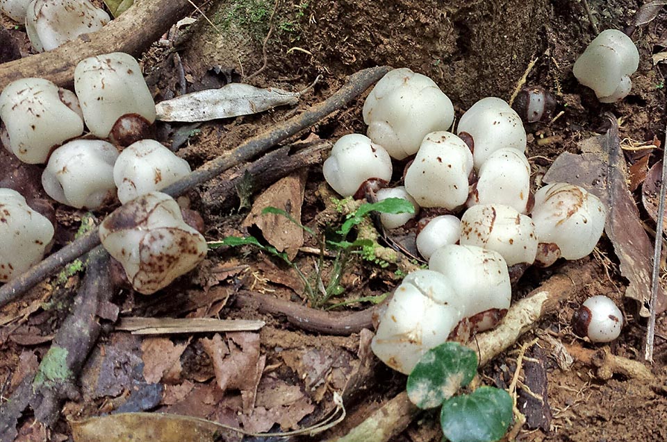 Cytinus baronii del Madagascar è l'unica specie che può crescere sui tronchi degli ospiti con grappoli di fiori circondati da numerose foglie squamose orbicolari. 