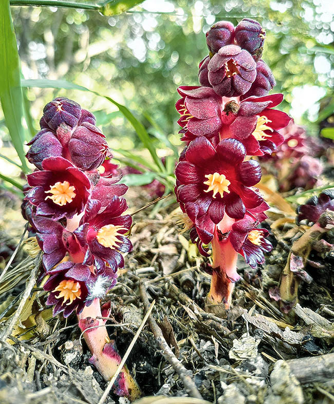 Bdallophytum americanum è una specie dioica del Nuovo Mondo. L’impollinazione è operata da api senza pungiglione (Meliponini), da sirfidi, da scarafaggi, e da mosche delle carogne attratte dall'odore sgradevole dei fiori.