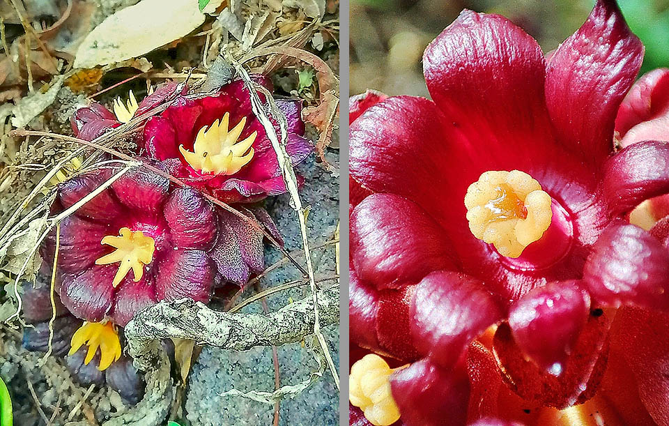 I fiori maschili hanno delle appendici staminali di colore giallo brillante che fungono da piattaforma di atterraggio ai pronubi alati. I fiori femminili recano uno stigma giallo brillante. Nella fase di maturazione i fiori diventano color viola scuro in contrasto con le antere e lo stigma. Per attirare gli impollinatori emanano un odore sgradevole. 