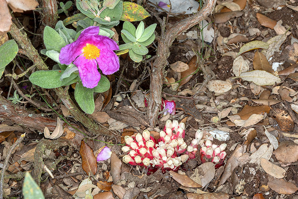 Nel mediterraneo si riscontra l’Ipocisto rosso (Cytinus ruber) oloparassita di piante di Cistus a fiori rosa. È una pianta monoica, perenne, incapace di fare la fotosintesi, che si sviluppa all’interno del suo ospite, ed è visibile solo durante la fioritura. L’infiorescenza è una densa spiga globosa con fiori unisessuali, di colore bianco, gialli o rosei.