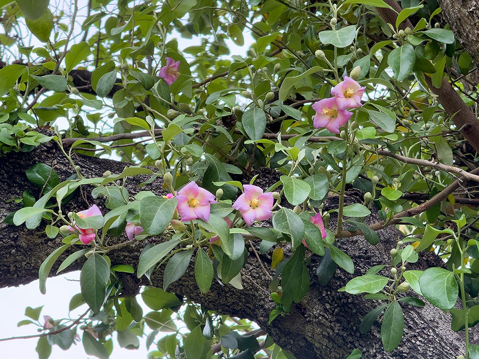 Lagunaria patersonia, riginaire des côtes du Queensland, de la Nouvelle-Galles du Sud et des îles Lord Howe et Norfolk elle pousse bien aussi dans les climats méditerranéens.