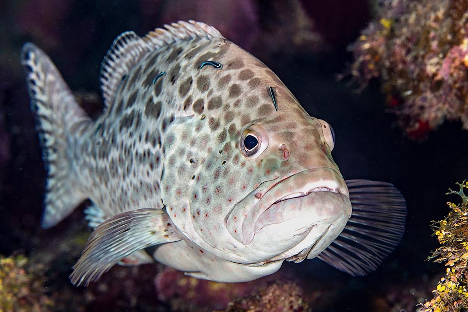 Here entering a cleaning station where the big fishes go peacefully to get cleaned from the skin parasites by the small Sharknose goby (Elacatinus evelynae).