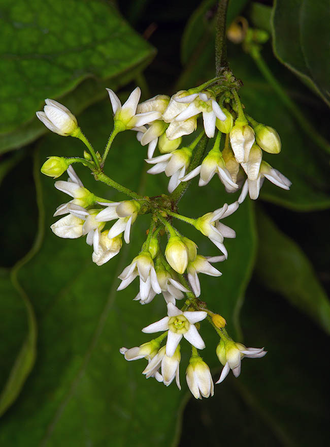 Flowers of Vincetoxicum hirundinaria appear from June to late July. They are pedunculate and merged in corymbose cymes at the leaves axil.