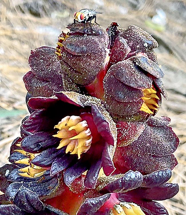 Queste appendici, con le punte che si toccano al centro sporgendo dal perigonio all’apertura del fiore, assumono poi un aspetto stellare. Qui in alto si nota la Mosca della carogna, un impollinatore attirato dal fetido odore e dal nettare.