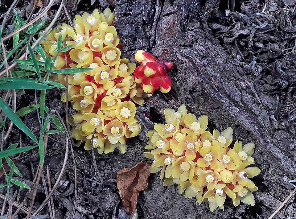 L'Ipocisto giallo (Cytinus hypocistis) è anche lui un oloparassita delle Cistaceae mediterranee, in particolare di Cistus salviifolius a fiori bianchi. In genere i germogli fioriferi si formano ad una certa distanza dalla pianta ospite ma talora, come in questa immagine, possono emergere anche molto vicini alle sue radici.