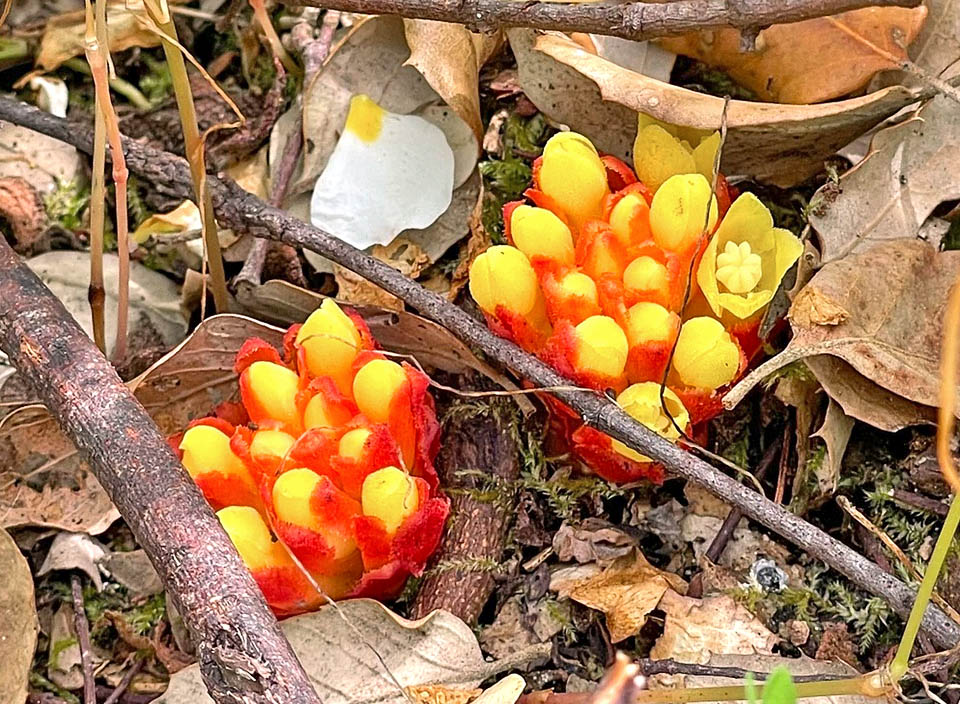 Cytinus hypocistis does not exceed 8 cm and the showy flowers, here in bud, are merged in a spike flower-head shaped inflorescence.