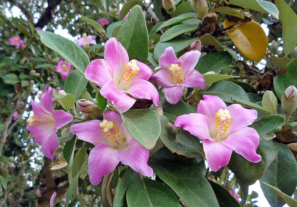 The hermaphrodite flowers of Lagunaria patersonia, mauve pink but at times even yellowish or white, are of 3-5 cm of diameter and appear in summer on the upper leaves axil.