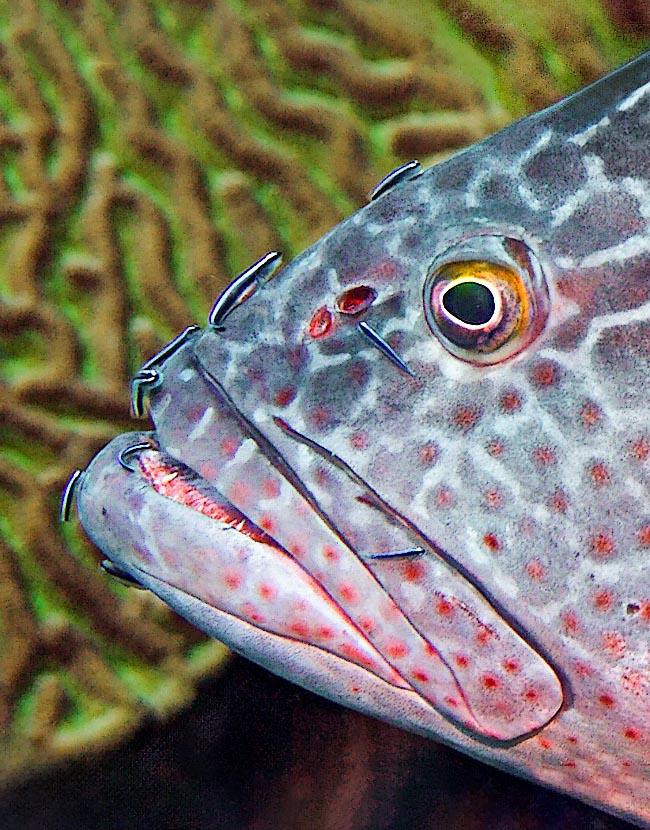 A chance to observe Mycteroperca venenosa closely. The back nostril is much bigger than the other, as the scientific name of the genus recalls, the lower jaw is longer and the numerous sharp canines are little protruding.