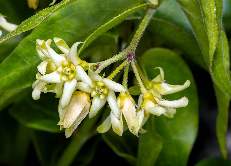 Il calice ha 5 sepali lineari, fusi tra loro e acuminati all’apice. La corolla è bianco-crema con 5 lobi distanziati ma parzialmente uniti da una membrana. Gli stami sono giallo-verdastri e l’impollinazione è entomogama. Tutte le parti della pianta sono velenose, ma un tempo Vincetoxicum hirundinaria veniva usato per il morso dei serpenti ed altre presunte virtù medicinali.