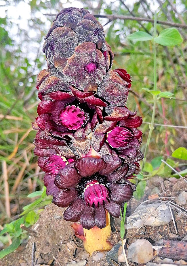 The appendages tending to red, closing, inform the pollinators that the pollen stocks are ending.