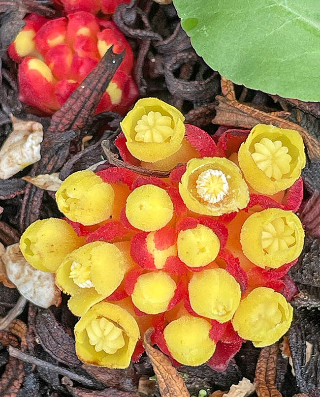 Les fleurs de Cytinus hypocistis aux périgones jaunLes fleurs aux périgones jaunes à quatre dents contrastent élégamment avec les feuilles apicales rouges. Les fleurs mâles, aux périgones imbutiformes rétrécis sous les lobes, sont placées au centre et les fleurs femelles en périphérie.es à quatre dents mesurent 12-15 mm et contrastent élégamment avec les feuilles apicales rouges; les mâles, aux périgones imbutiformes rétrécis sous les lobes, sont placées au centre, les fleurs femelles en périphérie.