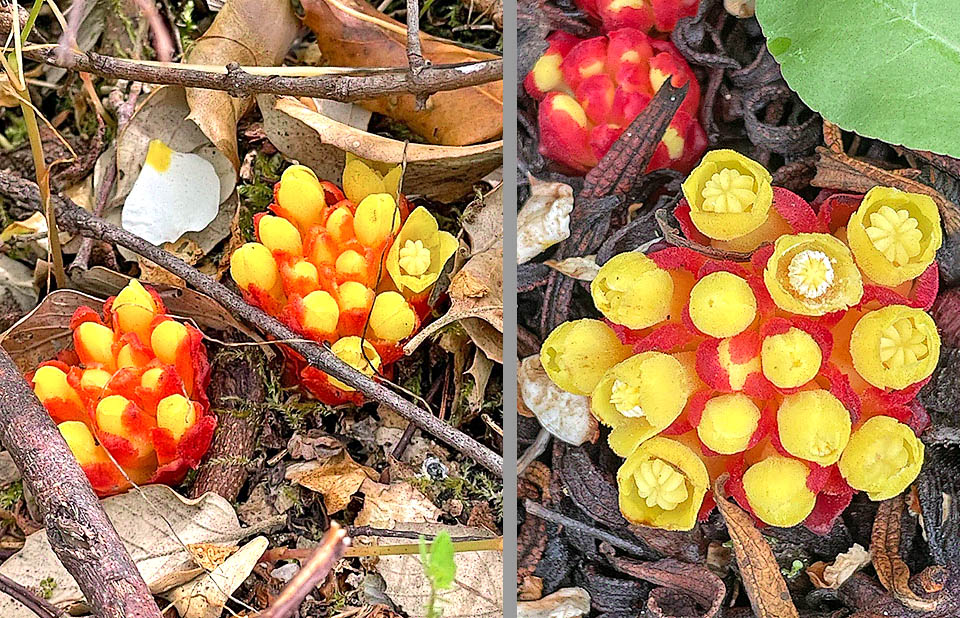 Il fusto di Cytinus hypocistis è breve ricoperto di squame carnose, vivacemente colorate di giallo, con apice arancione o rosso. I fiori sono regolari con perigonio giallo a quattro denti. I fiori maschili hanno 8 stami con filamenti saldati in colonna ed i femminili si presentano con stilo colonnare e stigma viscoso.