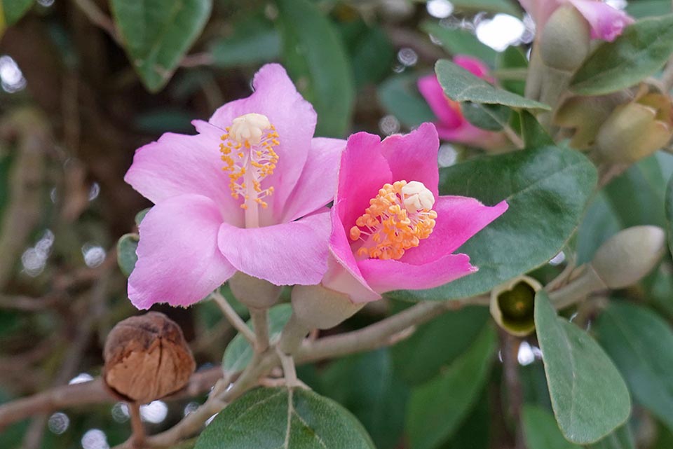 In small Lagunaria patersonia recall the hibiscus ones that in fact belong to the same family of the Malvaceae.