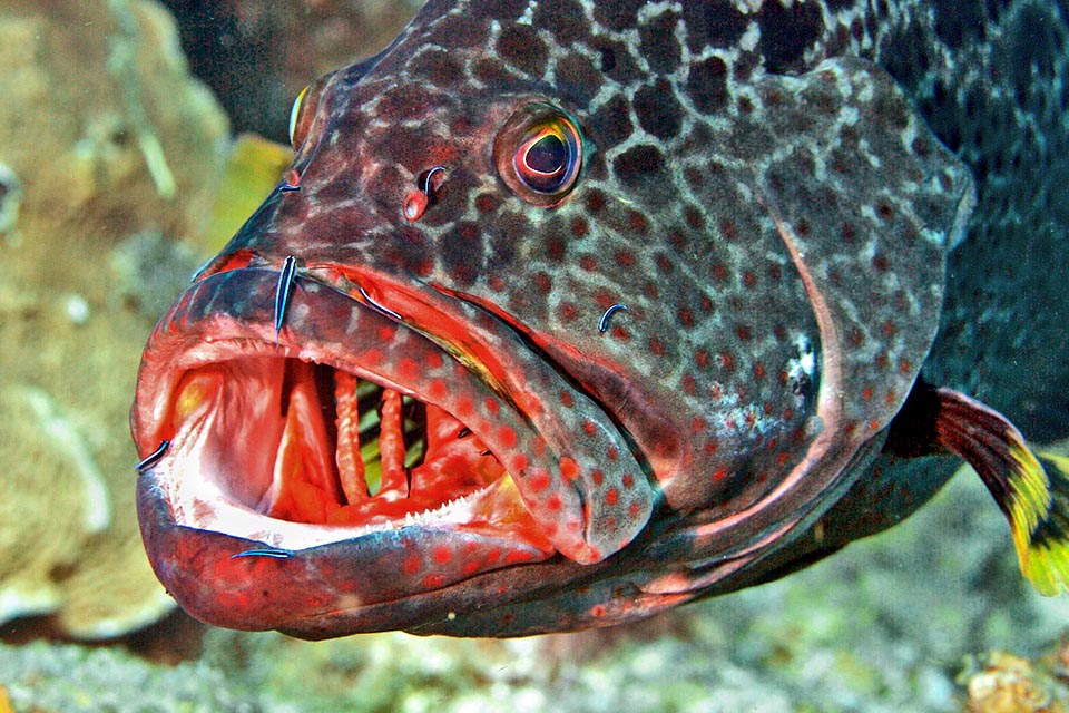 They serve to hold the big preys that are not swallowed immediately. Like all groupers, in fact, Mycteroperca venenosa sucks the whole fishes, opening suddenly the huge mouth.