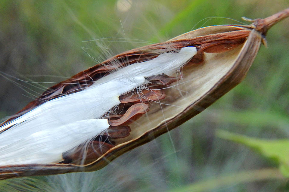 The fruit is an even 5 cm long fusiform follicle, with several ovoid seeds brownish and compressed with white feathery hairs that scatter them in the wind.