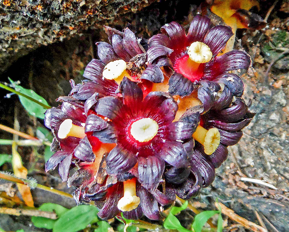 Anche i fiori femminili mutano nel tempo. Inizialmente di colore rosso pallido, diventano poi scuri per attirare l’attenzione sui loro candidi stimmi.