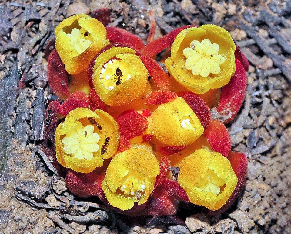 Pollination is entrusted mainly to ants. The plant, once consumed especially during famine times, displays various medicinal properties.