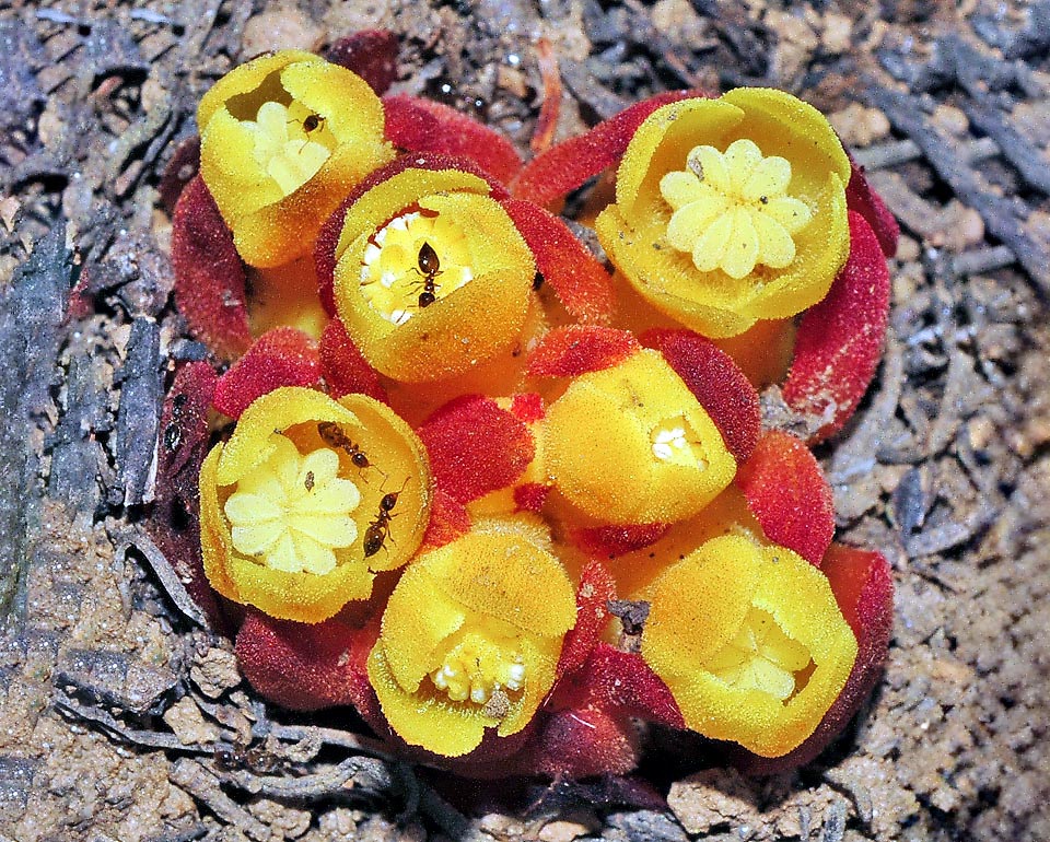 Cytinus hypocistis subsp. macranthus. I fiori sono frequentati da numerose formiche alla ricerca del nettare che, a contatto con stami e pistilli, operano l’impollinazione.