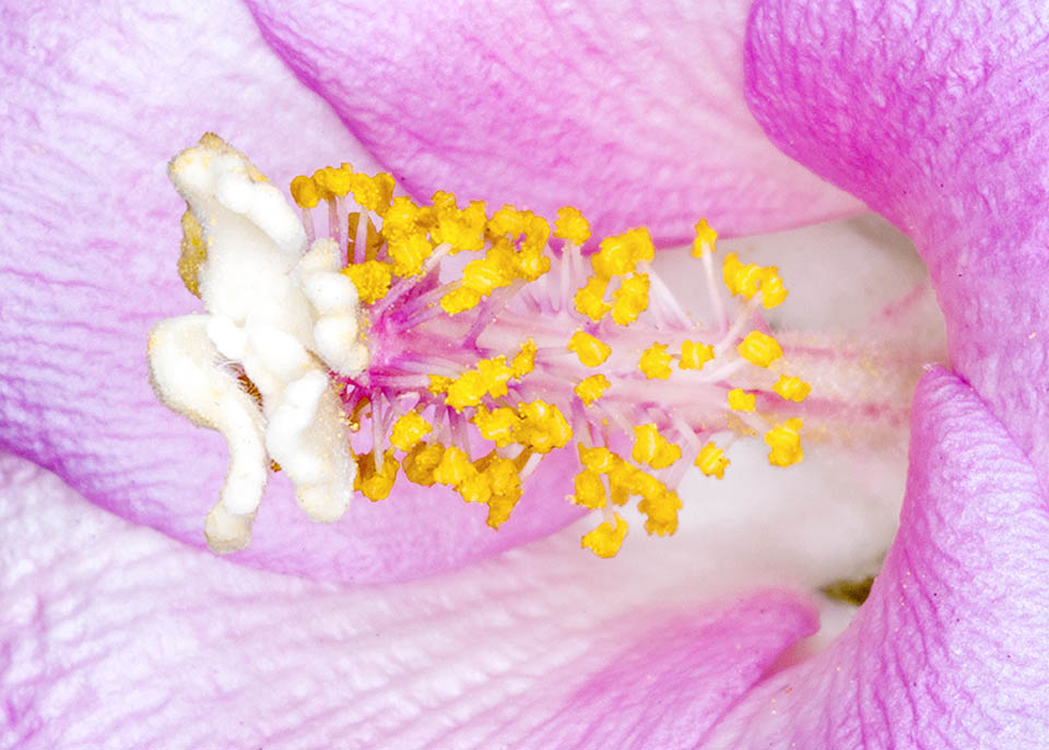 In both the stamens filaments form, merged, a column rich in golden anthers ending in a white or cream style divided in 5 lobes.