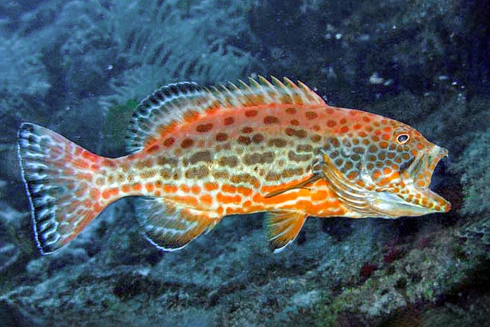 Here, jaws wide open. The first part of the dorsal, often bent, has 11 spiny rays. Between the beginning of this and the anal the profile looks square, with the same height.