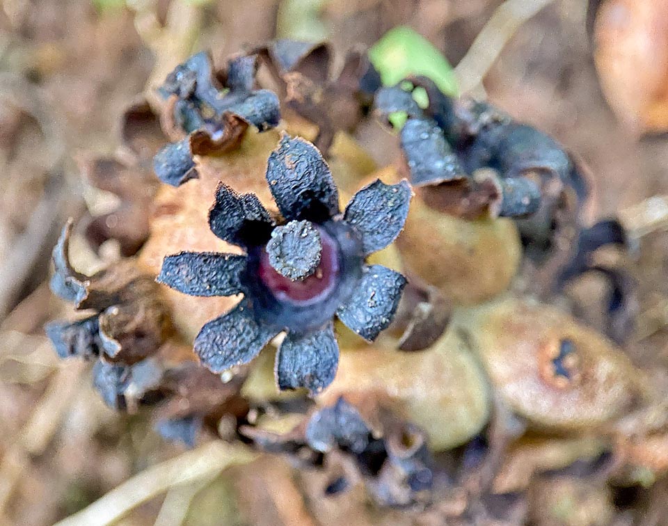 Around the fifth day from anthesis the perigonium withers getting very dark shades.