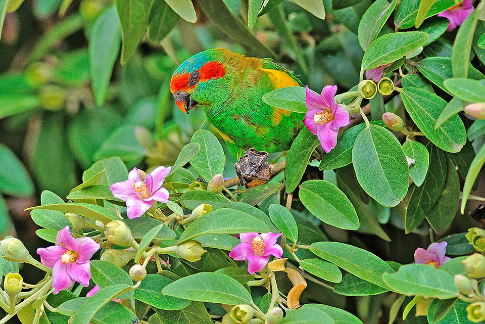 Ici un loriquet de la Nouvelle-Galles du Sud (Glossopsitta concinna) attiré par le nectar présent aussi sur la partie supérieure glanduleuse des pétioles des jeunes feuilles de Lagunaria patersonia.