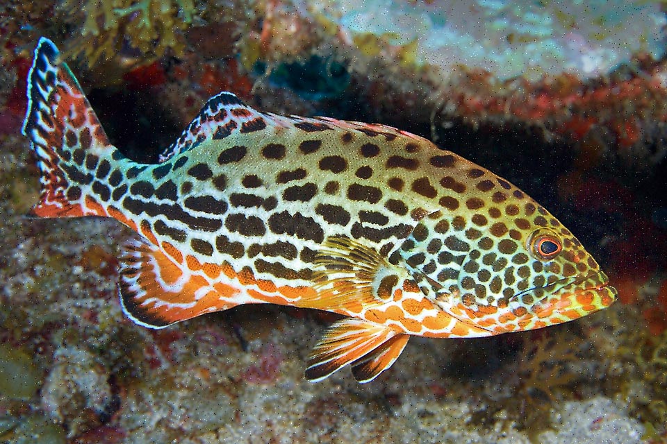 The mimetic livery of Mycteroperca venenosa varies fast depending on circumstances, but often appears with dark oval spots, vaguely aligned, black over and red on the ventral side.