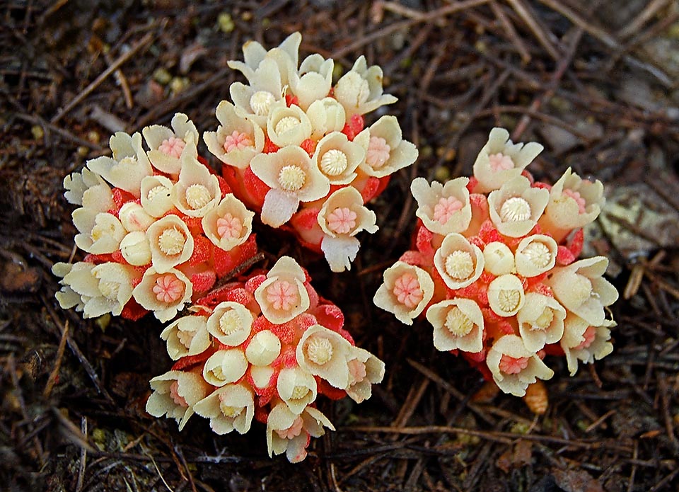 Cytinus hypocistis clusii in passato era considerato una sottospecie per le squame di colore carminio intenso e fiori più grandi con perigonio lungo quanto le squame.