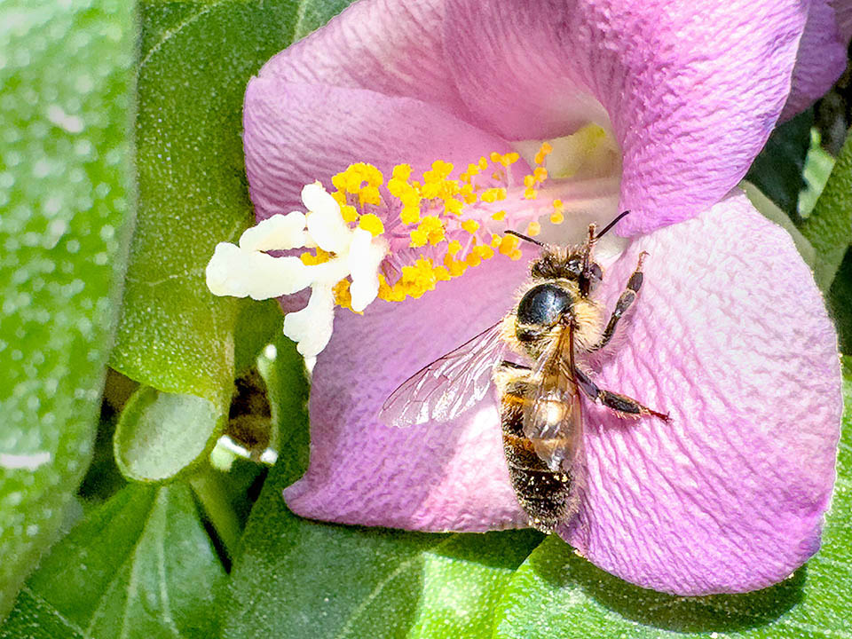 Anche gli insetti si occupano naturalmente dell’impollinazione, e nei giardini mediterranei le api entrano ed escono dalle corolle di Lagunaria patersonia.