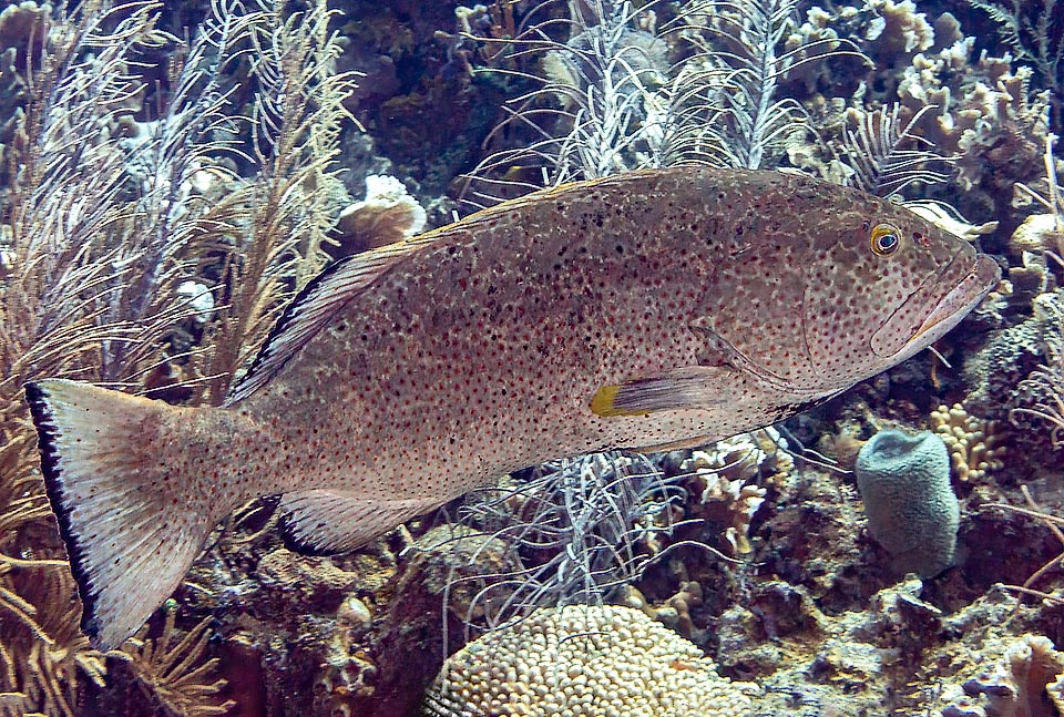 Talora però i disegni di Mycteroperca venenosa spariscono quasi del tutto, e il pesce può presentarsi marrone grigiastro scuro come questo.