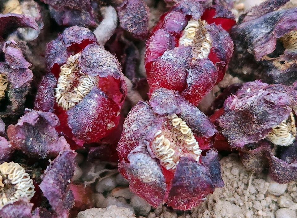 In Africa meridionale è presente, principalmente nel bioma subtropicale, Cytinus capensis, specie dioica propria della provincia Capo di Buona Speranza.