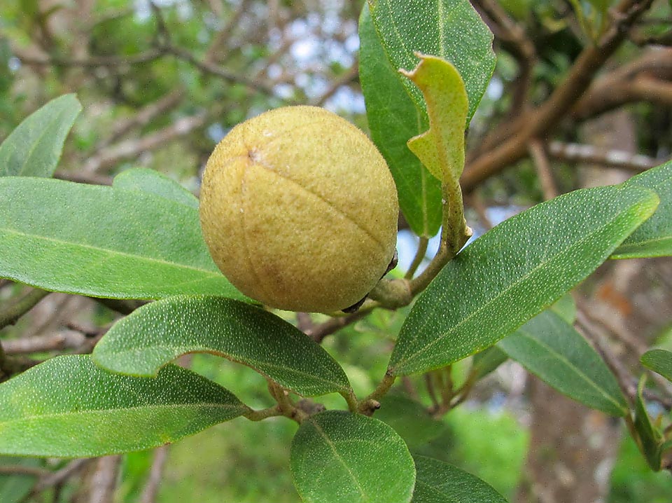 The fruit is a globular lignified capsula of 2-3 cm of diameter. It opens when ripe in 5 valves, freeing smooth red reniform 5-6 mm seeds and rigid hairs, white and itchy.