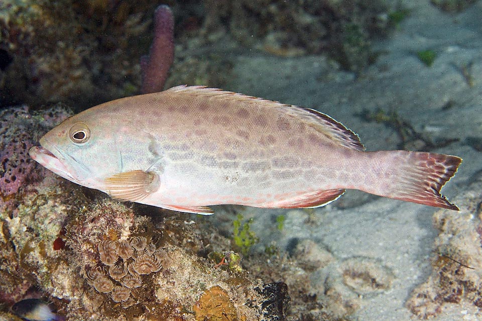 Ma al contrario, specie in acque basse, può apparire pallido e slavato tendente al bianco verso il ventre.