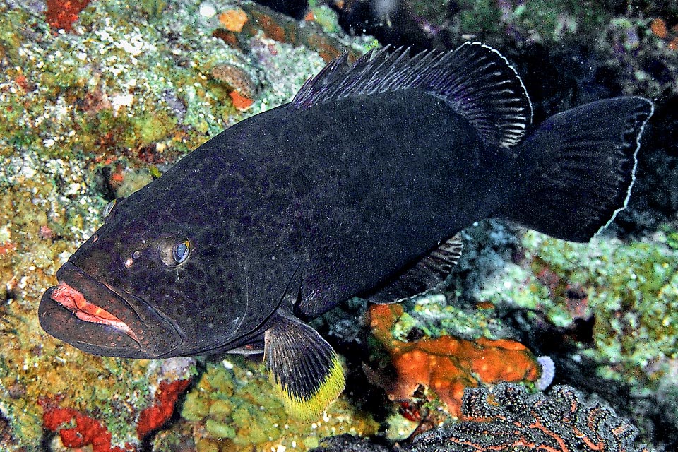 I cromatofori fanno miracoli e quando Mycteroperca venenosa ha paura e cerca un rifugio sfodera anche una livrea nera per sfuggire allo sguardo dei predatori.