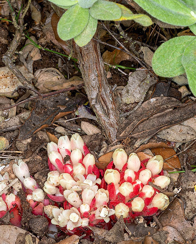 La famiglia Cytinaceae annovera due soli generi di piante parassite: Bdallophytum diffuso in Messico e America centrale e Cytinus presente nel bacino del Mediterraneo, in Africa meridionale e in Madagascar.