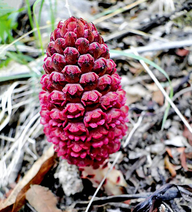 Endemic to central and south-west Mexico, Bdallophytum andrieuxii has no green leaves for doing the photosynthesis and lives as obliged parasite clinging to the roots of various species belonging to the genera Bursera and Juniperus.