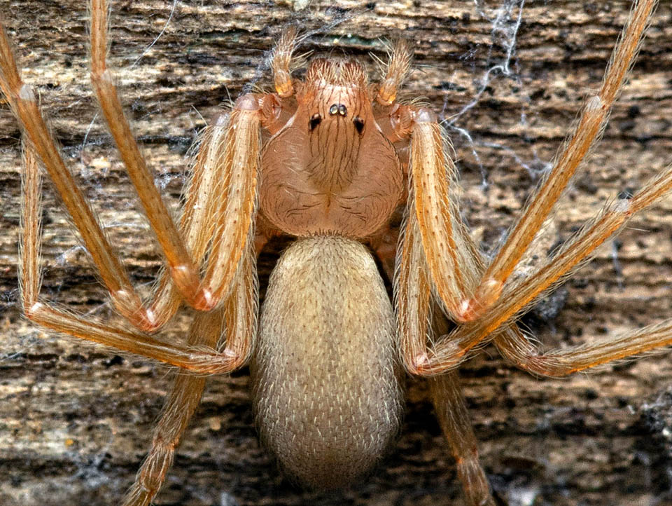 D’origine africana ma ormai cosmopolita delle zone temperate, il Ragno violino prende il nome dalla caratteristica macchia scura dorsale a forma di violino.