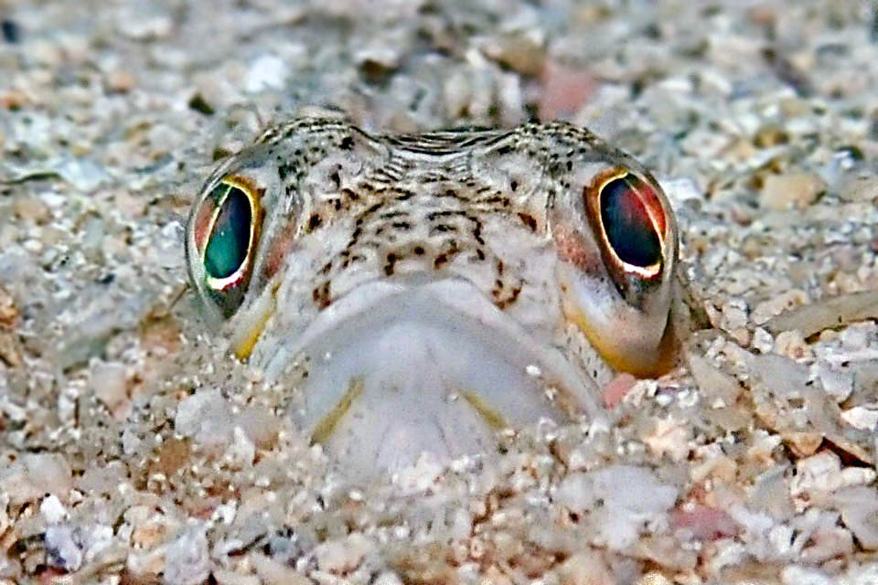 Frequent in Mediterranean, Black Sea and eastern Atlantic, Trachinus draco belongs to the spiderfishes characterized by the venom rays of the first dorsal fin.