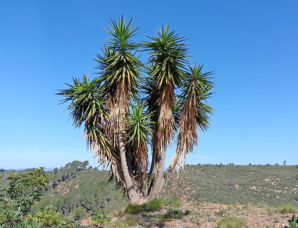 Yucca gigantea vit en Amérique centrale, du Mexique au Panama, dans des contrées à saison sèche.