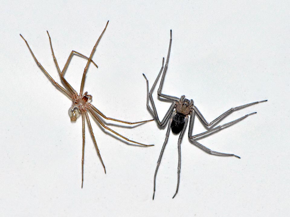 The children of Loxosceles rufescens, similar to parents do, growing, many moults. Here, right, a newly formed male and, left, the exuvia of the previous age.