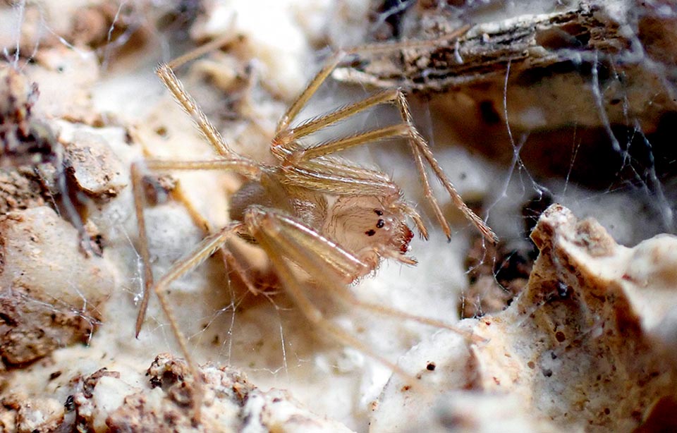 This Loxosceles rufescens has just completed the moult and the integument is not yet coloured.