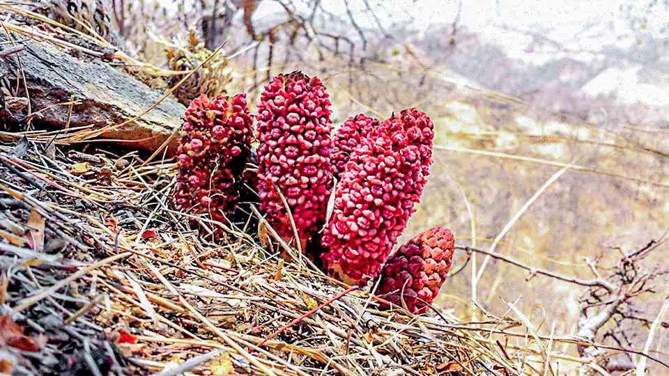 Gets noticeable only starting from May when its showy dimorphic inflorescences, fed by a dense ramification in the tissues of the host, get out from underground.