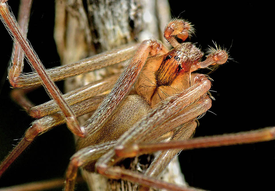 La tache de Loxosceles rufescens est ici très visible. On voit sur le prosome les 3 paires d'yeux, les 2 longs pédipalpes avec leurs griffes et les courtes chélicères avec leur crochet terminal venimeux..