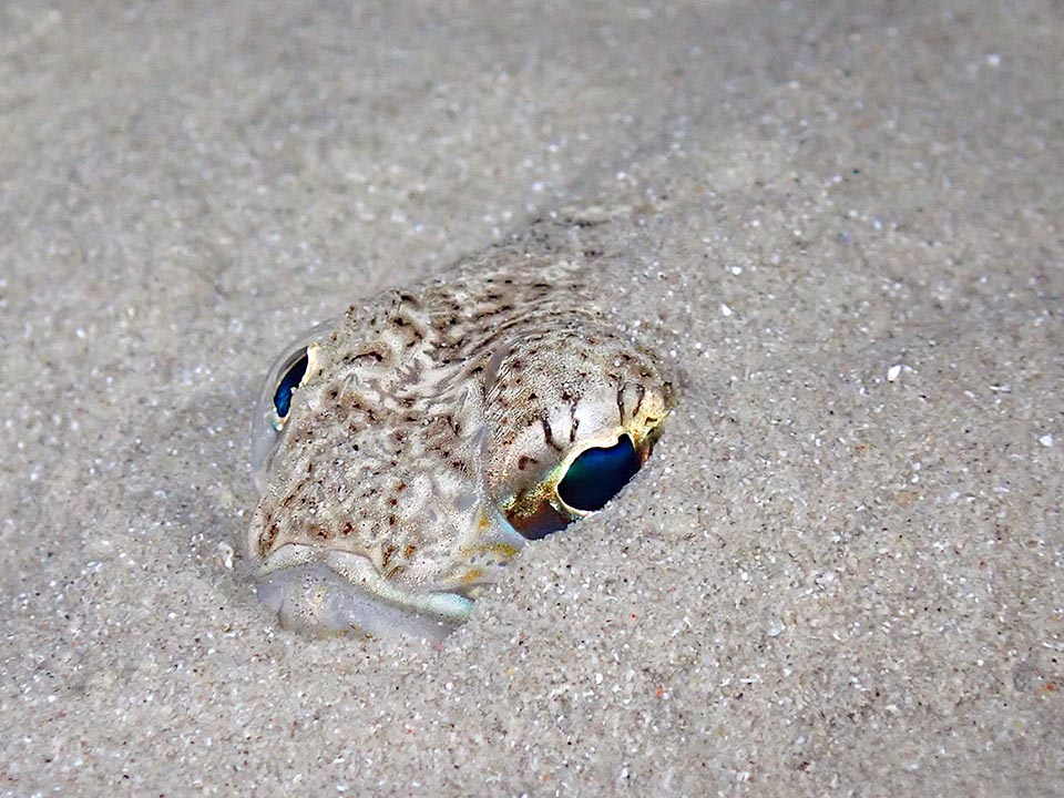 Un danger pour les baigneurs car l'été il se repose souvent le jour caché dans le sable dans des eaux peu profondes en ne laissant affleurer que ses yeux et son museau