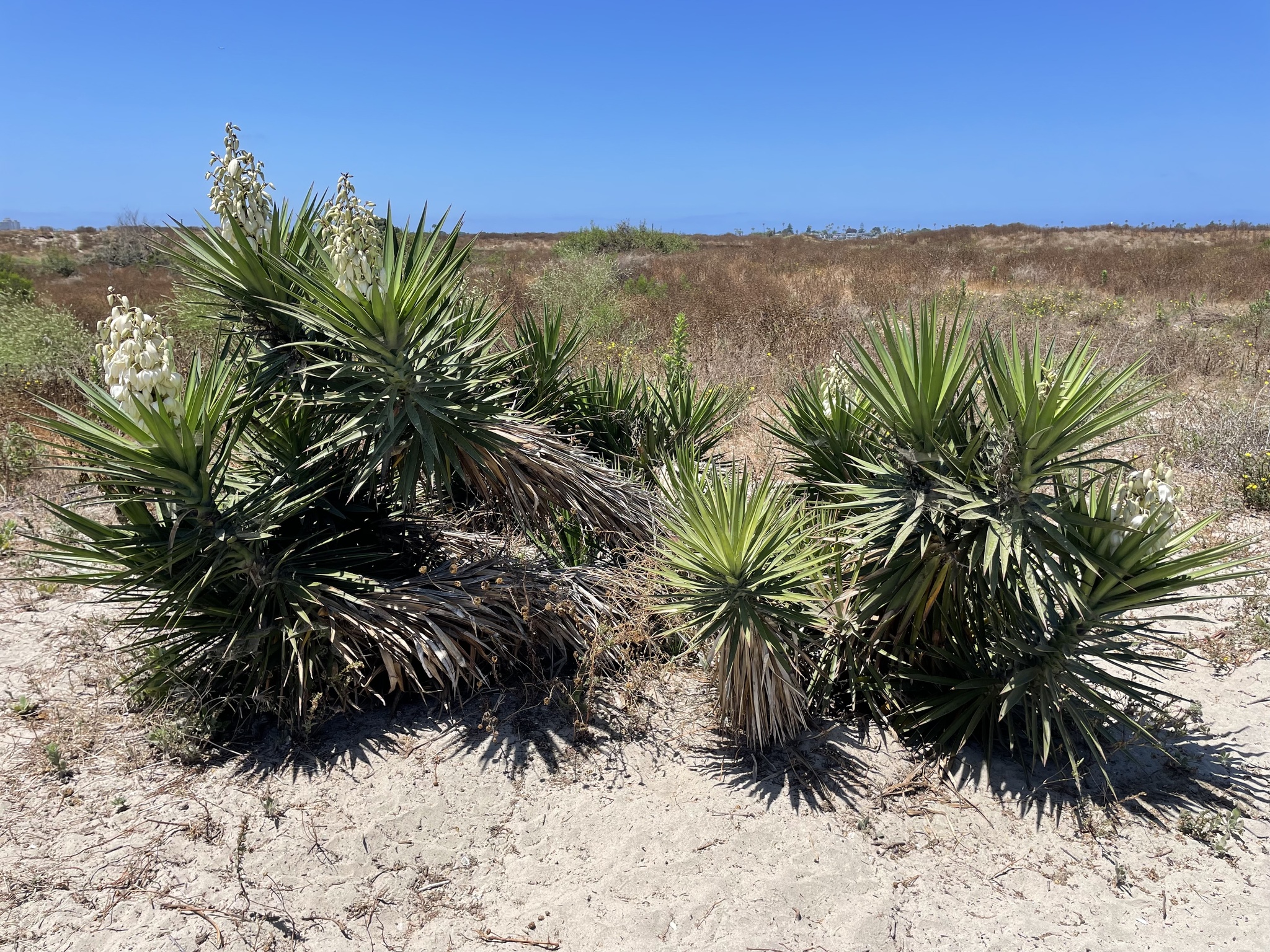 Yucca gigantea è un sempreverde che raggiunge i 12 m d’altezza, spesso con tronchi multipli ramificati, tipicamente slargati alla base a forma di zampa di elefante.