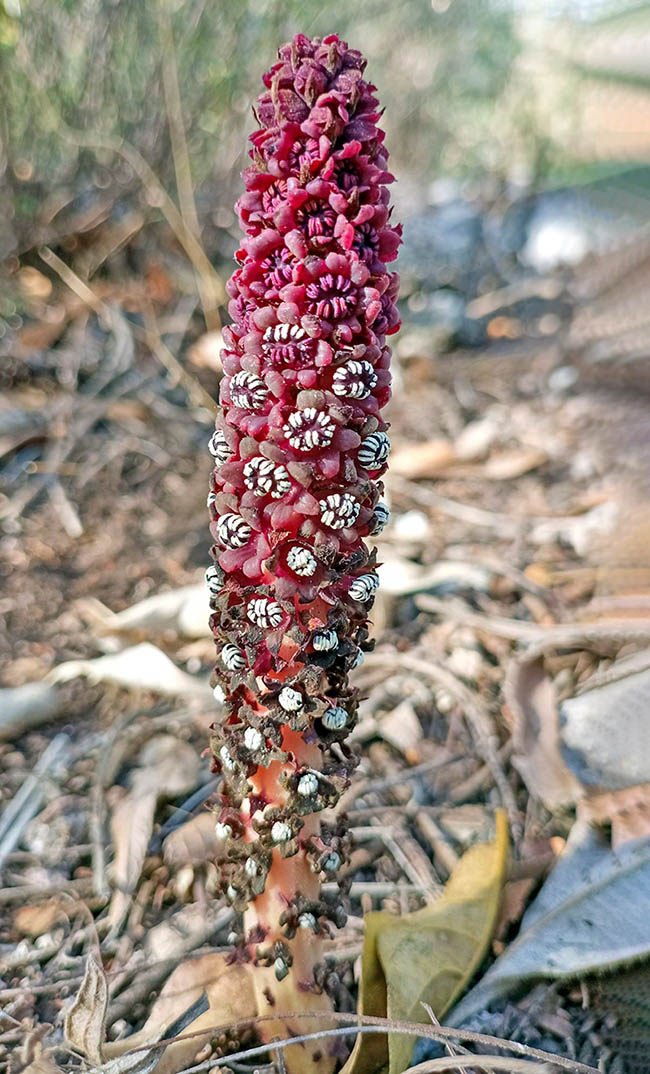 Le infiorescenze recano anche oltre 40 fiori. Quelle maschili di Bdallophytum andrieuxii si riconoscono subito perchè molto più lunghe e sottili.